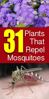 These aromas can be used to keep mosquitoes at bay without the use of chemicals. 31 Plants That Repel Mosquitoes