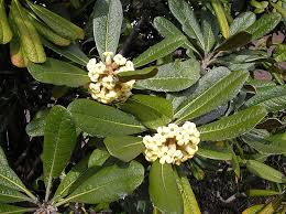 Image result for Pittosporum fulvotomentosum