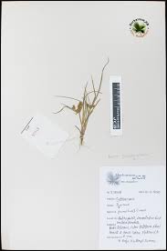 Image result for Pycreus pumilus