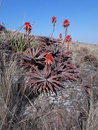 Image result for Aloe cameronii × greatheadii
