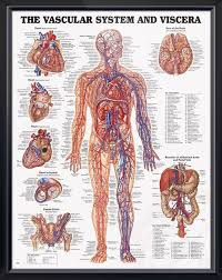 Vascular System And Viscera Anatomy Poster Shows Heart In