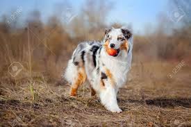 The miniature australian shepherd is an incredibly intelligent breed and one that is always eager to learn. Schone Junge Australian Shepherd Halt Den Roten Ball Lizenzfreie Fotos Bilder Und Stock Fotografie Image 18703542