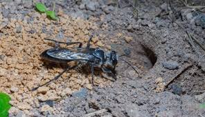 Insekten spielen eine wichtige rolle in der natur. Die Insekten Wurden Locher Graben Im Garten Lizenzfreie Fotos Bilder Und Stock Fotografie Image 32618879