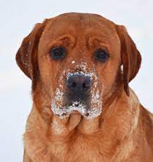 Akc certified purebred fox red labrador puppies. Lab Puppies For Sale In Ohio Click To See Our Beautiful Lab Pups Amber Sky Farms