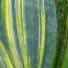 Image result for Wajira grahamiana