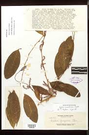 Image result for Opilia amentacea