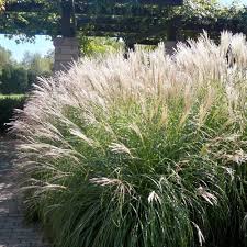 Maiden Grass Morning Light Xeriscape Front Yard Backyard Landscaping Xeriscape