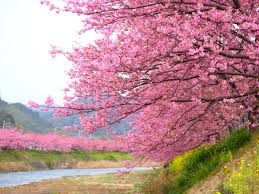 The japan meteorological corporation has updated its cherry blossom forecast for 2021, in which it estimates the flowering and full bloom dates for somei yoshino trees in approximately 1000 viewing locations. Cherry Blossom Season In Kawazu Japan Has Arrived Take A Look Conde Nast Traveler