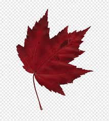 We did not find results for: Japanese Maple Maple Leaf Autumn Maple Leaf Maple Leaf Cartoon Png Pngwing