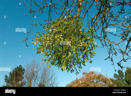 Image result for Viscaceae