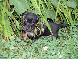Black And Tan Mini Dachshund 6 Weeks Old Charlie Smooth Black Tan Mini Dachshund Very Muddy Points Mini Dachshund Puppies Black And Tan