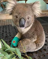 ABC Adelaide - How cute is this? 🐨😍 Rescued koala Sammy... | Facebook
