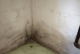 These conditions provide a favorable environment for the rapid. The Truth About Toxic Black Mold It S Probably Not What You Think Moldman