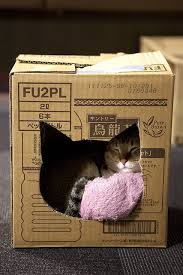I Just Moved Into My New Home Its The Cat S Meow Cats Crazy Cats Cat Toys