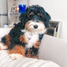 Get on our mini bernedoodles wait list to reserve. Highfalutin Furry Babies