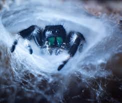 We did not find results for: Advise For Jumping Spider Breeder Spooder Nest