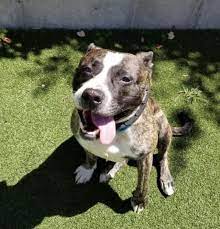 We have many wonderful dogs, cats, and small mammals that are waiting for their new families to take them home. Want A Dog After Initial Rush Of Adoptions Northeast Ohio Shelters Now Have Pets For You Cleveland Com