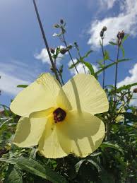 Image result for Abelmoschus esculentus