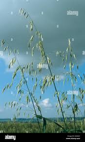 Image result for Avena byzantina