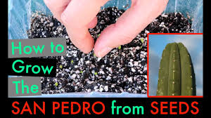 Trichocereus pachanoi, aka san pedro, is a columnar cactus native to the andean mountains of peru, and ecuador. How To Grow The San Pedro Cactus From Seeds Also Peyote Youtube