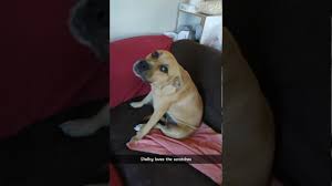 «boo, rottweiler, rhodesian ridgeback/pit bull mix, duboce park, san francisco, ca». Rhodesian Ridgeback Pitbull Mix Youtube