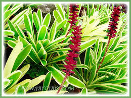 Looking for good hotel/resorts/ apartment in cameron highlands with best price? Aechmea Gamosepala Seen Cactus Point Cameron Highlands Cameron Highlands Bromeliads Tropical Plants