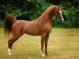 arabian horse horses beautiful arabian horses most beautiful horses