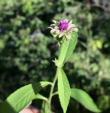 Image result for Vernonia anthelmintica