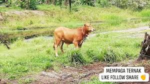 Penolong pegawai veterinar gred g29. Dvssel
