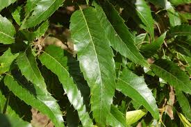 Image result for Quercus acutissima