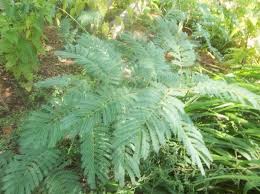 Image result for Acacia montigena