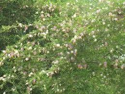 Image result for Alantsilodendron pilosum