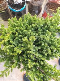 We did not find results for: Sonare Juniperus Procumbens Nana