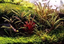 Image result for Hygrophila uliginosa
