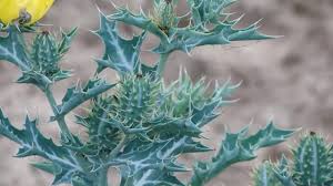 Image result for Argemone mexicana