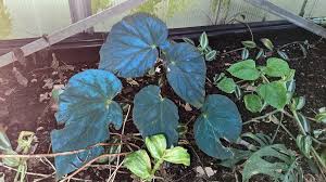 Image result for Platycoryne protearum