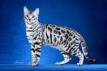 Bengal cat colors brown, sepia, snow, mink, white belly ...