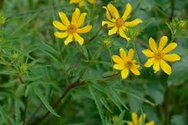 Image result for Bidens steppia