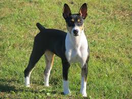 Giant Rat Terrier Goldenacresdogs Com