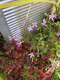Image result for Wahlenbergia perrottetii