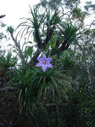 Image result for Velloziaceae