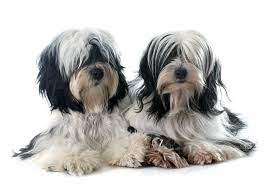 Our listings are from top breeders from around the country. Tibet Terrier Hunde Informationen Zu Den Bienenarten Omlet