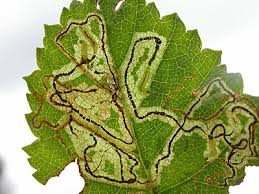 Image result for Stigmella confusella