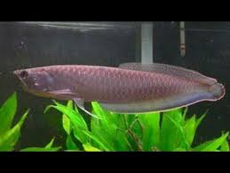 Arowana 2months Fast Growth With Hikari Food Sticks Must Watch