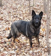 We did not find results for: German Shepherd Puppies Midwest German Shepherds
