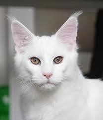 10 Things to Know About White Cats