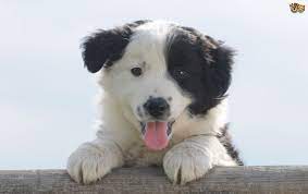 Health Conditions Common To The Border Collie Pets4homes