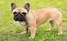 French bulldogs are described as intelligent and courageous, however their wilful, stubborn nature can make them challenging to train. French Bulldog Dog Breed Temperament And Personality Sleepy And Child Friendly