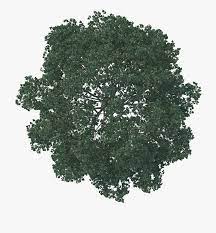 Oak Tree Architecture Pine Landscape Tree Plan Photoshop Tree Photoshop Tree Plan Png