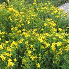 Image result for Hypericum humbertii